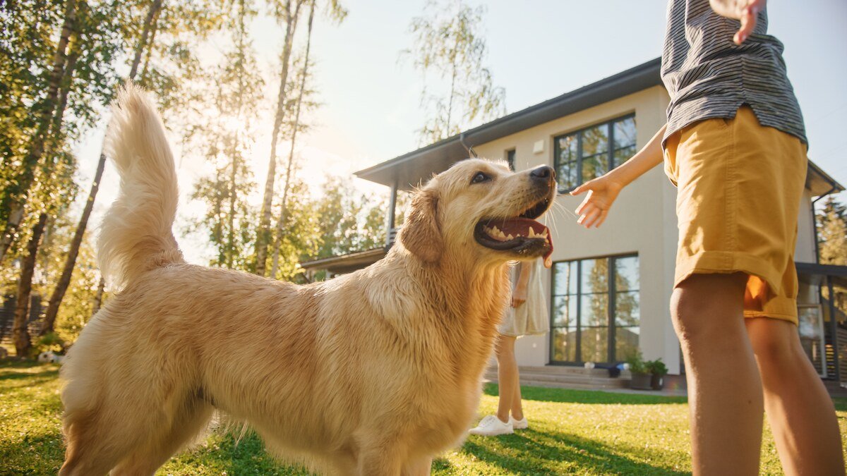 Betreten eines Nachbargrundstücks Betreten eines Nachbargrundstücks - Golden Retriever vor modernem Haus im Garten mit Familie im Hintergrund